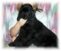 Black Male, a male Cocker Spaniel for sale in Brainerd, MN – 7 of 10