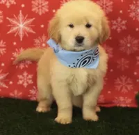 Max, a male Golden Retriever for sale in Fresno, CA – Photo 3 of 3