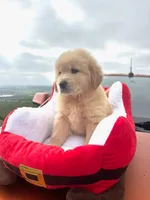 Max, a male Golden Retriever for sale in Fresno, CA – Photo 2 of 3