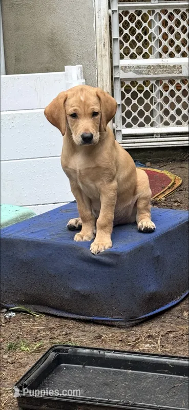 Tex – Labrador Retriever puppy for sale in Hewitt, NJ