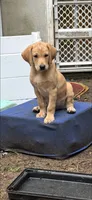 Tex, a male Labrador Retriever for sale in Hewitt, NJ – 1 of 1