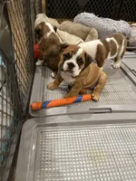 Bella, a female English Bulldog for sale in Anaheim, CA – Photo 7 of 10