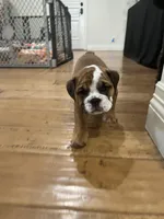 Bella, a female English Bulldog for sale in Anaheim, CA – Photo 2 of 10