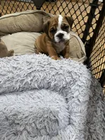 Bella, a female English Bulldog for sale in Anaheim, CA – Photo 9 of 10