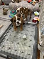 Bella, a female English Bulldog for sale in Anaheim, CA – Photo 6 of 10