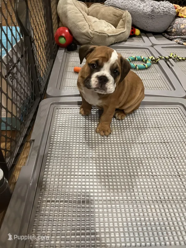Bella – English Bulldog puppy for sale in Anaheim, CA