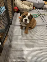 Bella, a female English Bulldog for sale in Anaheim, CA – Photo 1 of 10