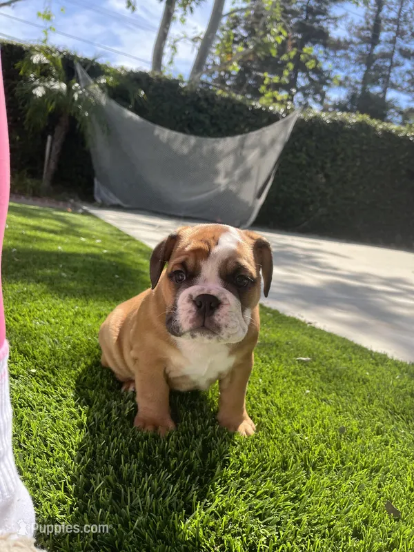 Bella – English Bulldog puppy for sale in Anaheim, CA
