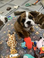 Bella, a female English Bulldog for sale in Anaheim, CA – Photo 5 of 10