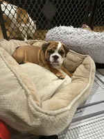 Bella, a female English Bulldog for sale in Anaheim, CA – Photo 8 of 10