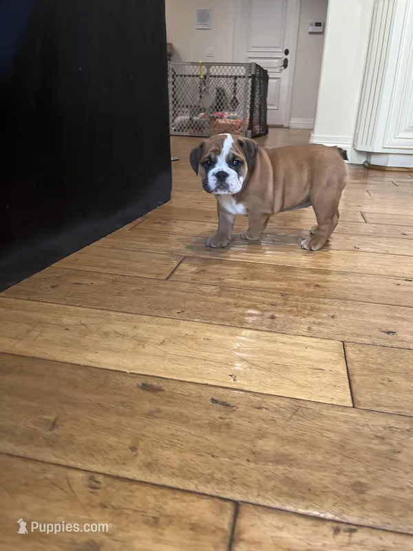 Bella – English Bulldog puppy for sale in Anaheim, CA
