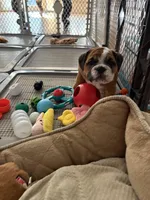 Bella, a female English Bulldog for sale in Anaheim, CA – Photo 10 of 10