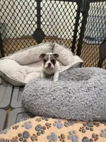 Patch, a male English Bulldog for sale in Anaheim, CA – Photo 4 of 10