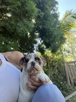 Patch, a male English Bulldog for sale in Anaheim, CA – Photo 2 of 10