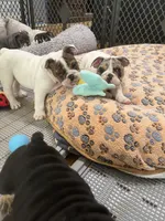 Patch, a male English Bulldog for sale in Anaheim, CA – Photo 6 of 10