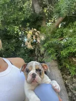 Patch, a male English Bulldog for sale in Anaheim, CA – Photo 5 of 10