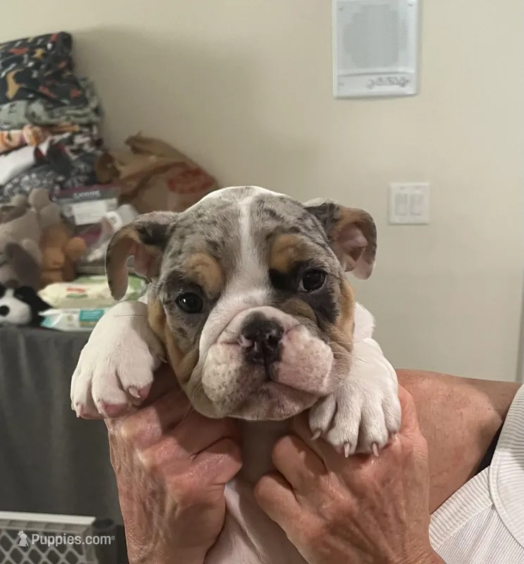 Patch – English Bulldog puppy for sale in Anaheim, CA