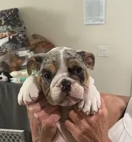 Patch, a male English Bulldog for sale in Anaheim, CA – Photo 1 of 10