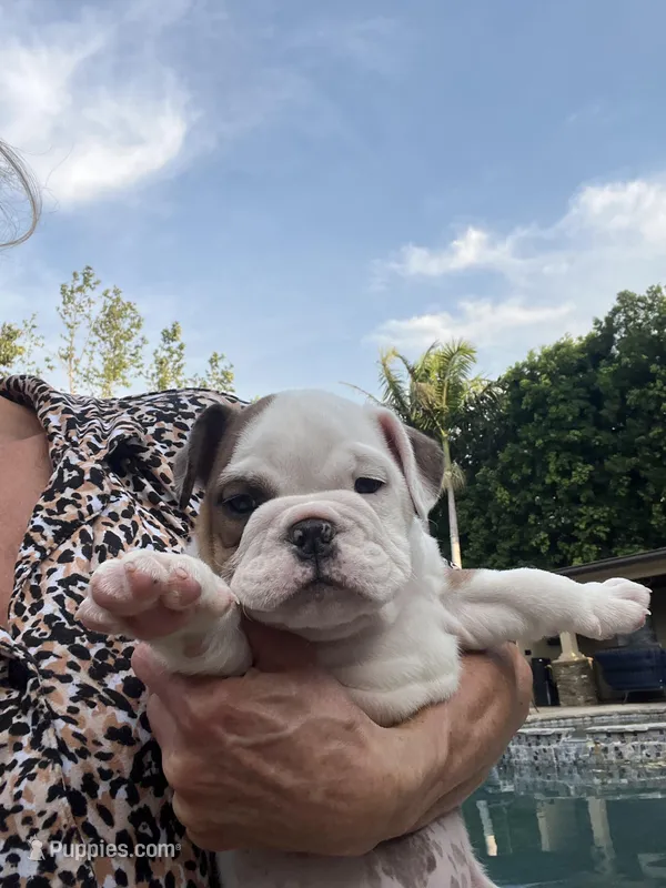 Lucy – English Bulldog puppy for sale in Anaheim, CA