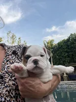 Lucy, a female English Bulldog for sale in Anaheim, CA – Photo 1 of 10
