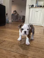 Lucy, a female English Bulldog for sale in Anaheim, CA – Photo 3 of 10