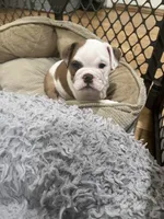 Lucy, a female English Bulldog for sale in Anaheim, CA – Photo 6 of 10