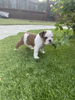 Lucy, a female English Bulldog for sale in Anaheim, CA – Photo 8 of 10