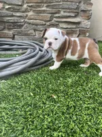 Lucy, a female English Bulldog for sale in Anaheim, CA – Photo 9 of 10
