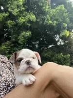 Lucy, a female English Bulldog for sale in Anaheim, CA – Photo 5 of 10