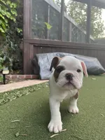 Lucy, a female English Bulldog for sale in Anaheim, CA – Photo 7 of 10