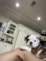 Lucy, a female English Bulldog for sale in Anaheim, CA – Photo 2 of 10