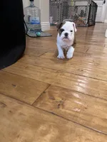 Lucy, a female English Bulldog for sale in Anaheim, CA – Photo 4 of 10