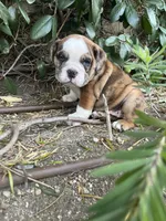 Willow, a female English Bulldog for sale in Anaheim, CA – Photo 7 of 10