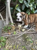 Willow, a female English Bulldog for sale in Anaheim, CA – Photo 9 of 10
