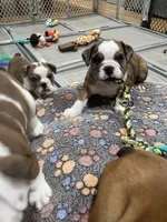 Willow, a female English Bulldog for sale in Anaheim, CA – Photo 2 of 10