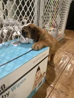 Willow, a female English Bulldog for sale in Anaheim, CA – Photo 6 of 10