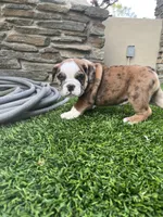 Willow, a female English Bulldog for sale in Anaheim, CA – Photo 10 of 10