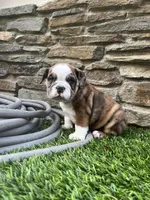Willow, a female English Bulldog for sale in Anaheim, CA – Photo 1 of 10