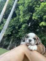 Willow, a female English Bulldog for sale in Anaheim, CA – Photo 4 of 10