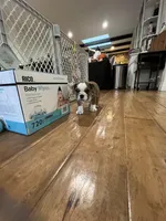 Willow, a female English Bulldog for sale in Anaheim, CA – Photo 5 of 10