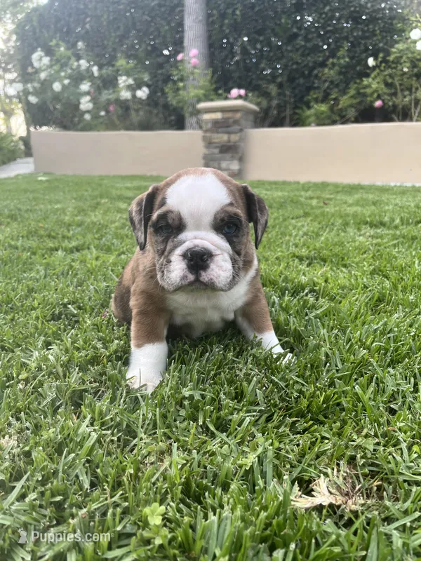 Willow – English Bulldog puppy for sale in Anaheim, CA