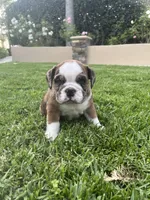Willow, a female English Bulldog for sale in Anaheim, CA – Photo 8 of 10