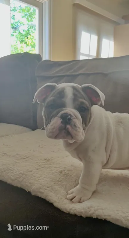 Charlie , a male English Bulldog for sale in Anaheim, CA – Photo 1 of 10