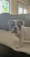 Charlie , a male English Bulldog for sale in Anaheim, CA – Photo 1 of 10