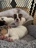 Charlie , a male English Bulldog for sale in Anaheim, CA – Photo 10 of 10