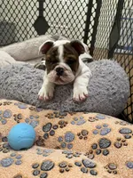 Charlie , a male English Bulldog for sale in Anaheim, CA – Photo 9 of 10