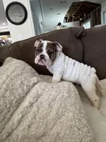 Charlie , a male English Bulldog for sale in Anaheim, CA – Photo 4 of 10