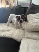 Charlie , a male English Bulldog for sale in Anaheim, CA – Photo 8 of 10