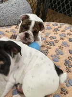 Charlie , a male English Bulldog for sale in Anaheim, CA – Photo 6 of 10