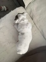 Charlie , a male English Bulldog for sale in Anaheim, CA – Photo 7 of 10